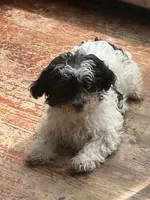 Johnny, a male Yorkshire Terrier and Poodle - Miniature  for sale in Ellenville, NY – 2 of 2