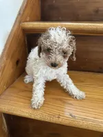 brutus , a male Poodle - Miniature  for sale in Ellenville, NY – 2 of 5