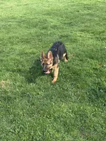 Libby , a female German Shepherd Dog for sale in Ellenville, NY – Photo 4 of 4