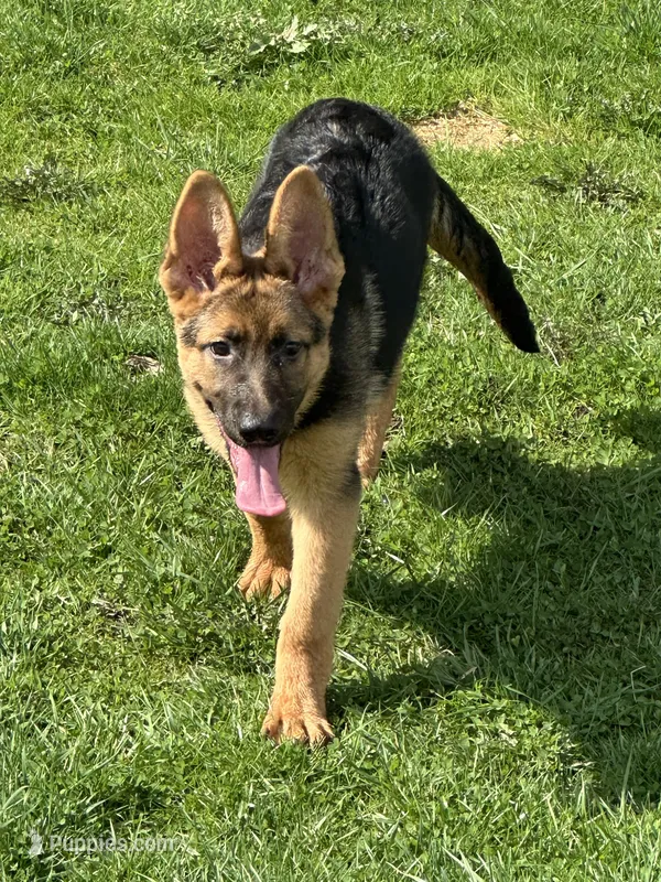 Libby , a female German Shepherd Dog for sale in Ellenville, NY – Photo 1 of 4