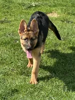Libby , a female German Shepherd Dog for sale in Ellenville, NY – Photo 1 of 4