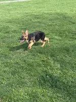 Libby , a female German Shepherd Dog for sale in Ellenville, NY – Photo 3 of 4