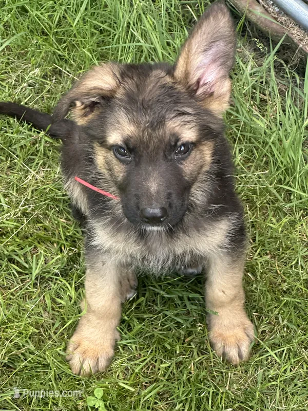 Zoie  – German Shepherd Dog puppy for sale in Ellenville, NY