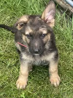 Zoie , a female German Shepherd Dog for sale in Ellenville, NY – 1 of 2
