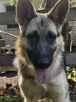 MOLLY, a female German Shepherd Dog for sale in Ellenville, NY – 2 of 5