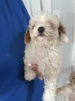 fred, a male Poodle - Miniature  for sale in Ellenville, NY – 3 of 5
