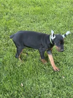 RANSOM, a male Doberman Pinscher for sale in Ellenville, NY – 3 of 4