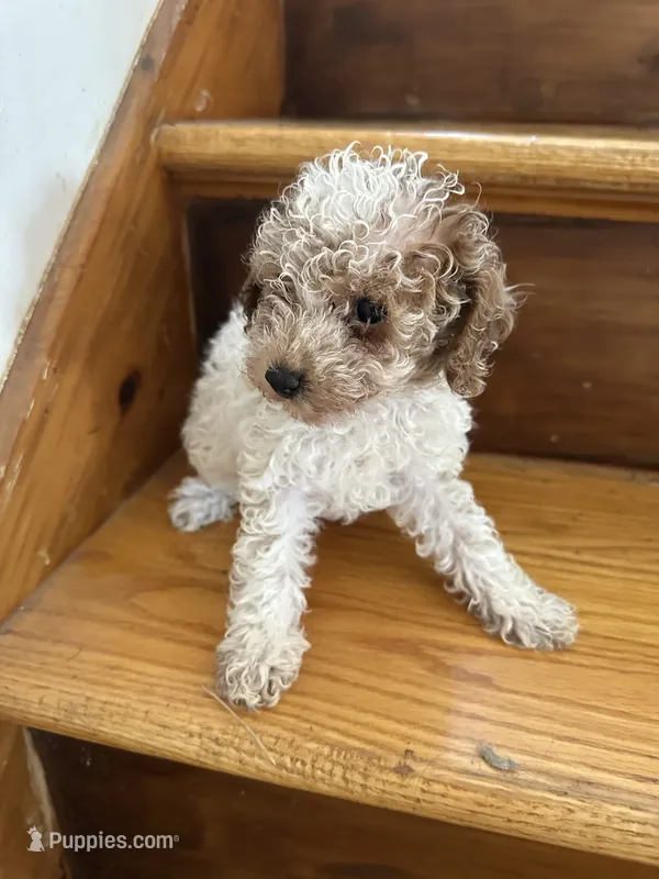 brutus  – Poodle - Miniature  puppy for sale in Ellenville, NY