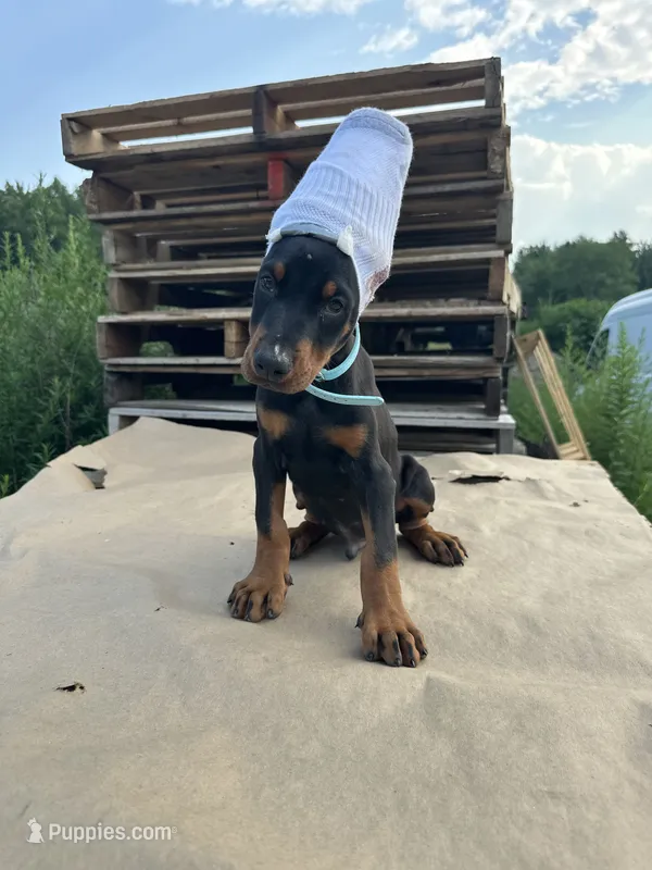 winston  – Doberman Pinscher puppy for sale in Ellenville, NY