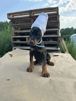 winston , a male Doberman Pinscher for sale in Ellenville, NY – 1 of 3