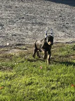 ozzy, a male Doberman Pinscher for sale in Ellenville, NY – 7 of 7