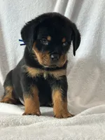 processed/21362793-ff88-4ed9-8cca-0ca0f97d15b4/listing/557d6711-3bff-4130-acf1-1c2b1c722d0f/59615416-1eab-4730-a475-f758bdaf4029