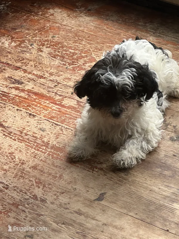 Johnny – Yorkshire Terrier, Poodle - Miniature  puppy for sale in Ellenville, NY