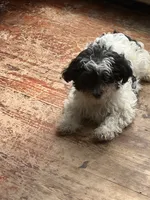 Johnny, a male Yorkshire Terrier and Poodle - Miniature  for sale in Ellenville, NY – 1 of 2