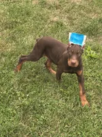 Turbo , a male Doberman Pinscher for sale in Ellenville, NY – 4 of 6
