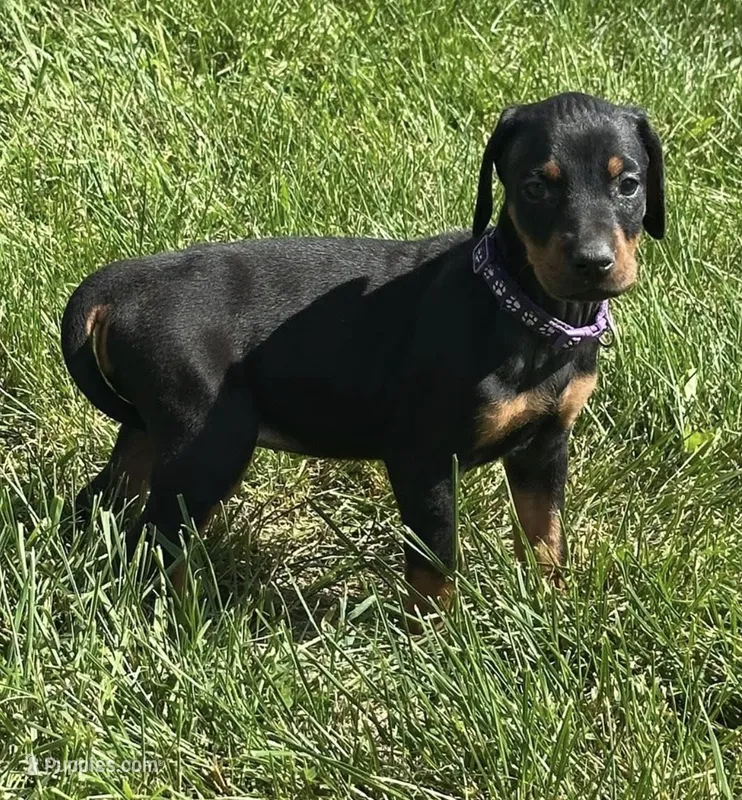 Abby  – Doberman Pinscher puppy for sale in Ellenville, NY
