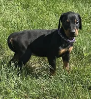 Abby , a female Doberman Pinscher for sale in Ellenville, NY – 1 of 3