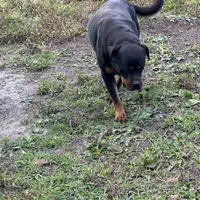 armani, a female Rottweiler for sale in Ellenville, NY – Photo 3 of 3