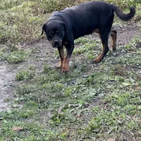 armani, a female Rottweiler for sale in Ellenville, NY – Photo 1 of 3