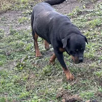 armani, a female Rottweiler for sale in Ellenville, NY – Photo 2 of 3