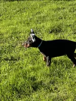 ozzy, a male Doberman Pinscher for sale in Ellenville, NY – 3 of 7