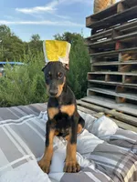 STARR, a female Doberman Pinscher for sale in Ellenville, NY – 3 of 4