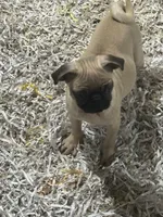 LAYLA, a female Pug for sale in Ellenville, NY – 3 of 3
