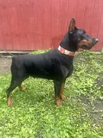 souki, a female Doberman Pinscher for sale in Ellenville, NY – 3 of 4
