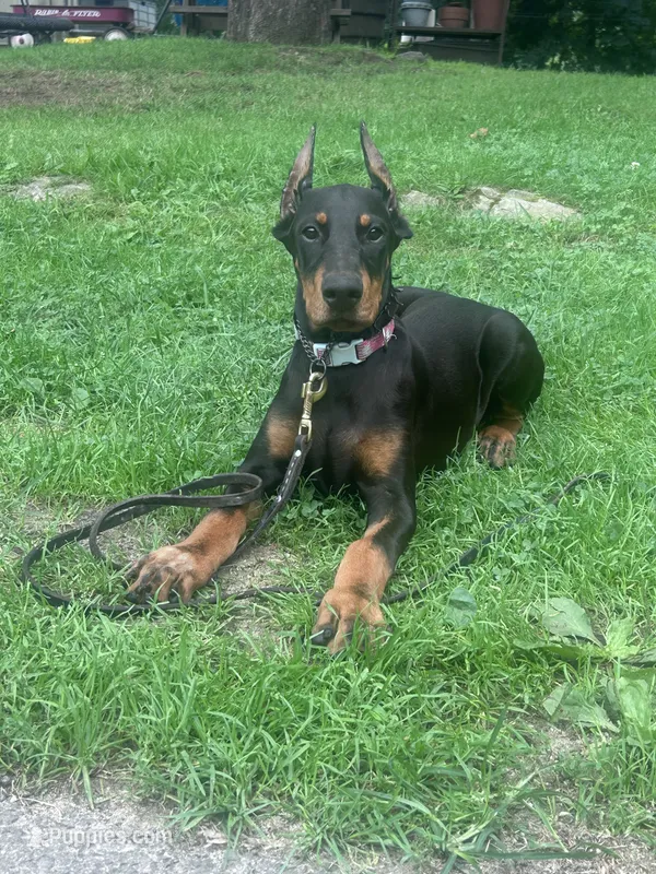 ROSIE  – Doberman Pinscher puppy for sale in Ellenville, NY