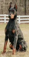 ELECTRA , a female Doberman Pinscher for sale in Ellenville, NY – Photo 1 of 3
