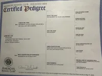 ELECTRA , a female Doberman Pinscher for sale in Ellenville, NY – Photo 2 of 3