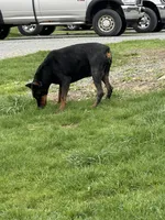 ELECTRA , a female Doberman Pinscher for sale in Ellenville, NY – 4 of 6