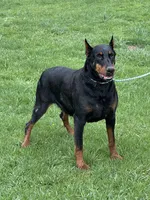 ELECTRA , a female Doberman Pinscher for sale in Ellenville, NY – 1 of 6