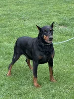 ELECTRA , a female Doberman Pinscher for sale in Ellenville, NY – 5 of 6
