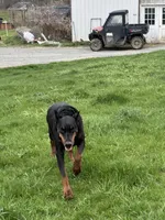 ELECTRA , a female Doberman Pinscher for sale in Ellenville, NY – 3 of 6
