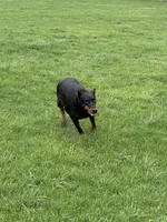 ELECTRA , a female Doberman Pinscher for sale in Ellenville, NY – 6 of 6