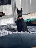 ELECTRA , a female Doberman Pinscher for sale in Ellenville, NY – Photo 3 of 3