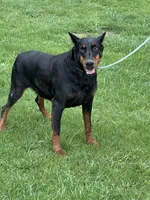 ELECTRA , a female Doberman Pinscher for sale in Ellenville, NY – 2 of 6