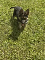 Sarge, a male German Shepherd Dog for sale in Ellenville, NY – 4 of 5