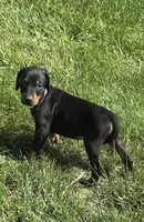 Abby , a female Doberman Pinscher for sale in Ellenville, NY – 2 of 3