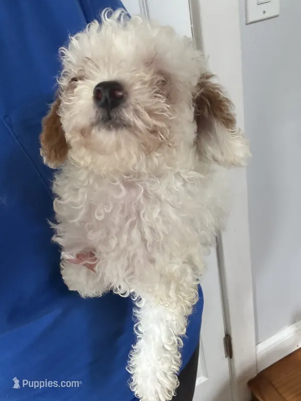 fred – Poodle - Miniature  puppy for sale in Ellenville, NY