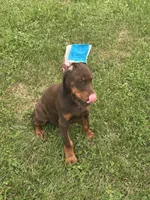 Turbo , a male Doberman Pinscher for sale in Ellenville, NY – 2 of 6