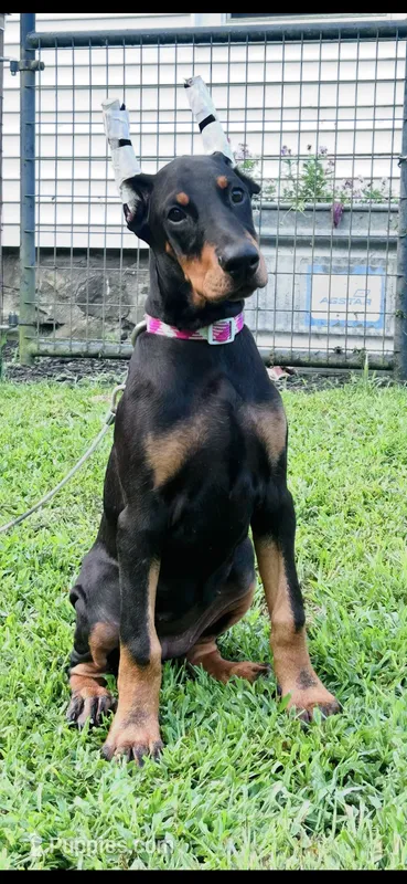 ROSIE  – Doberman Pinscher puppy for sale in Ellenville, NY