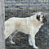 SIMBA, a male Anatolian Shepherd Dog for sale in Ellenville, NY – Photo 2 of 3