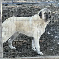SIMBA, a male Anatolian Shepherd Dog for sale in Ellenville, NY – Photo 3 of 3
