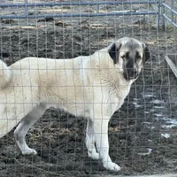 SIMBA, a male Anatolian Shepherd Dog for sale in Ellenville, NY – Photo 1 of 3