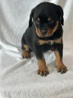 processed/21362793-ff88-4ed9-8cca-0ca0f97d15b4/listing/88e479ca-50c7-4f69-b744-af9ff41da1e4/d839d7f1-7044-433e-a7fa-0d9f1d6142dd