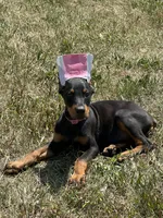 Abby , a female Doberman Pinscher for sale in Ellenville, NY – 5 of 5