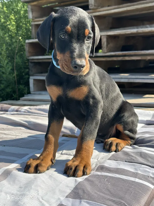 ozzy – Doberman Pinscher puppy for sale in Ellenville, NY