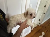 fred, a male Poodle - Miniature  for sale in Ellenville, NY – 4 of 5
